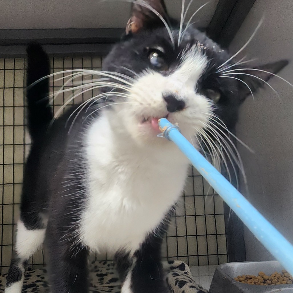 A#54b Smudge's preview photo