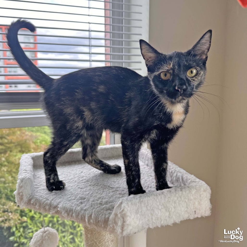REESE CUP - Domestic Shorthair available for adoption