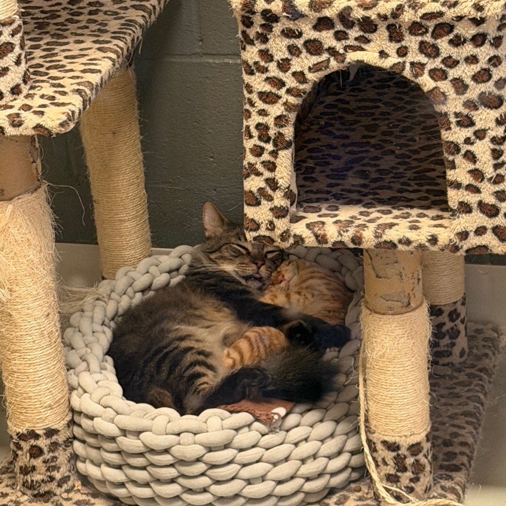 Atlas *Bonded with Dakota* - Costa Mesa Location, photo 6