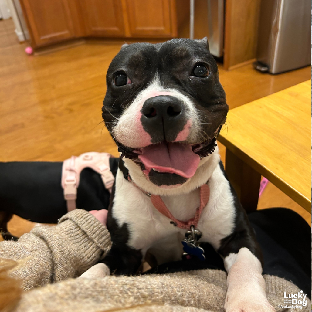 LIL BIT - Terrier / Mix available for adoption