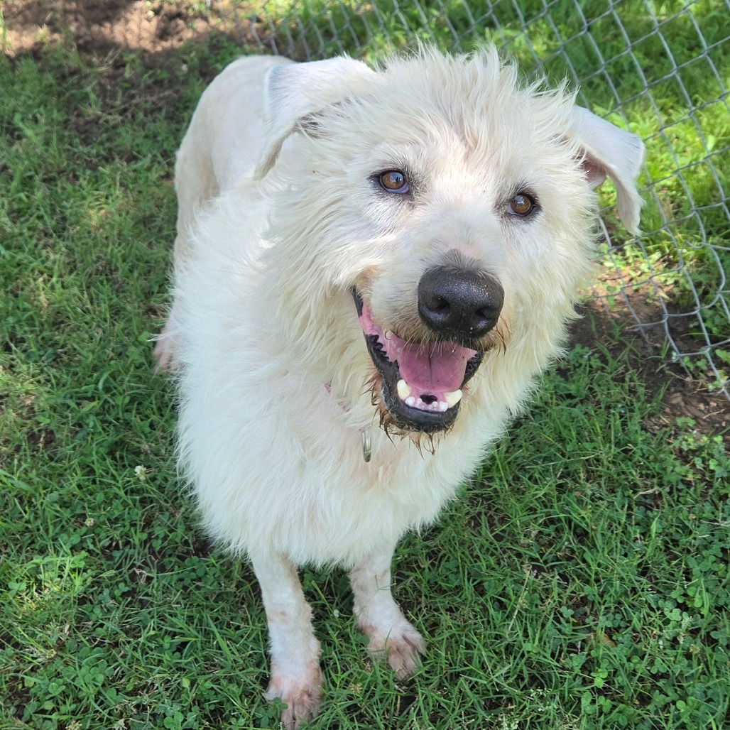 Shaggy photo 20