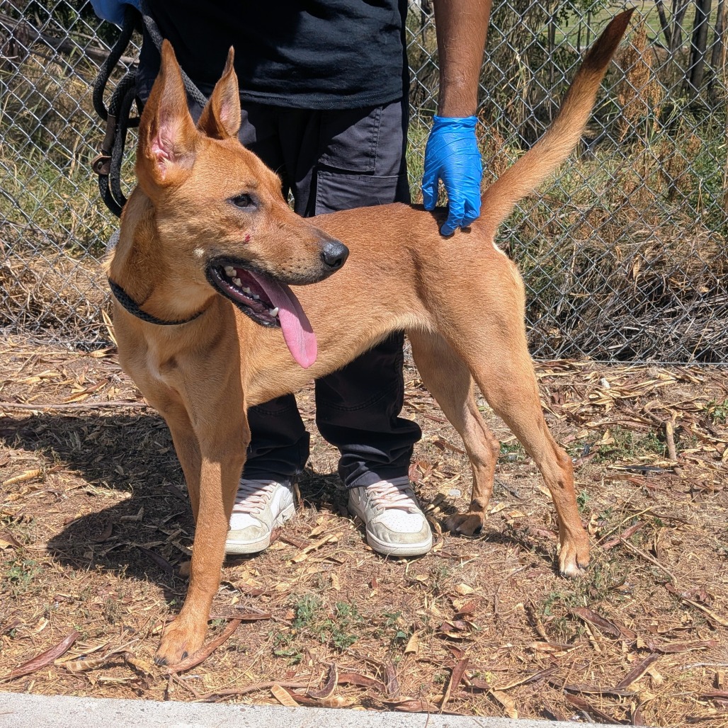 FREYA - Shepherd available for adoption