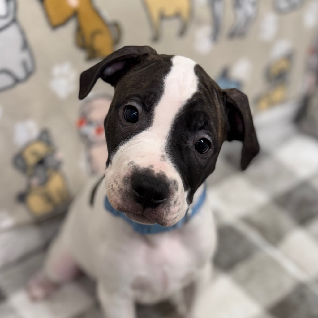 Tito - Pit Bull for adoption in Maine