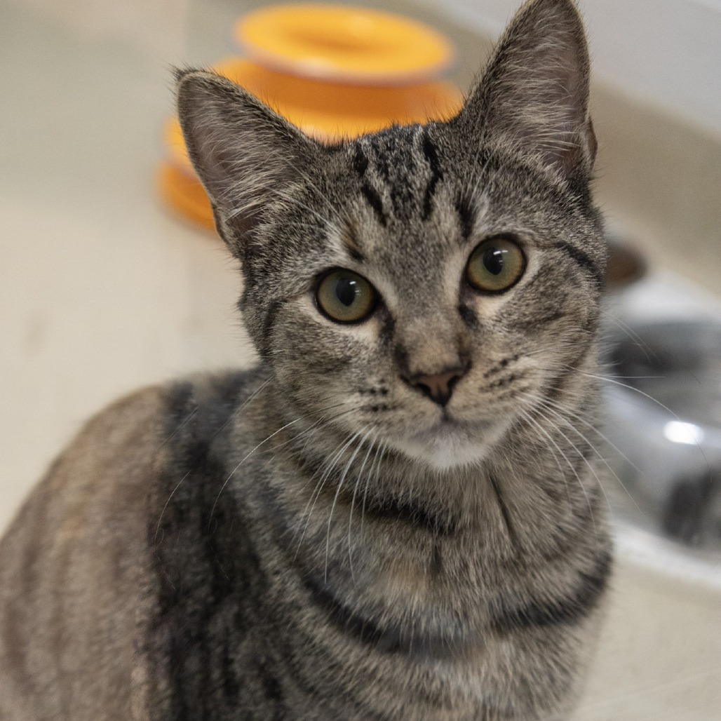 SEMORA - Domestic Shorthair available for adoption