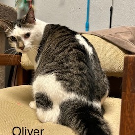 Oliver--In Foster, photo 6