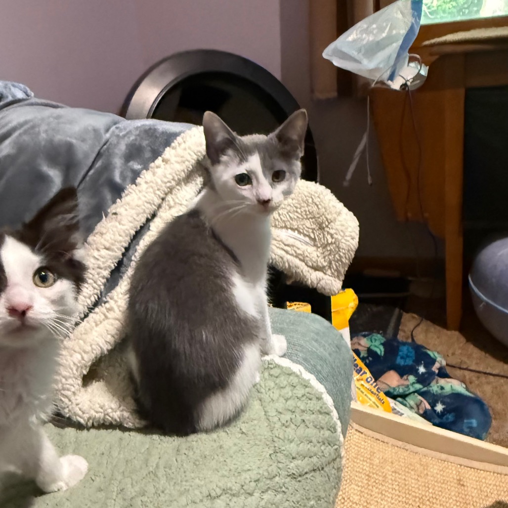 BEAR - Domestic Shorthair available for adoption
