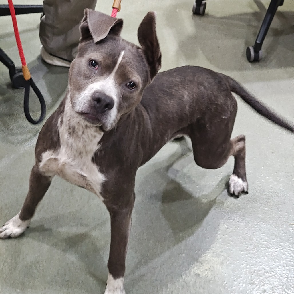 Pit Bull