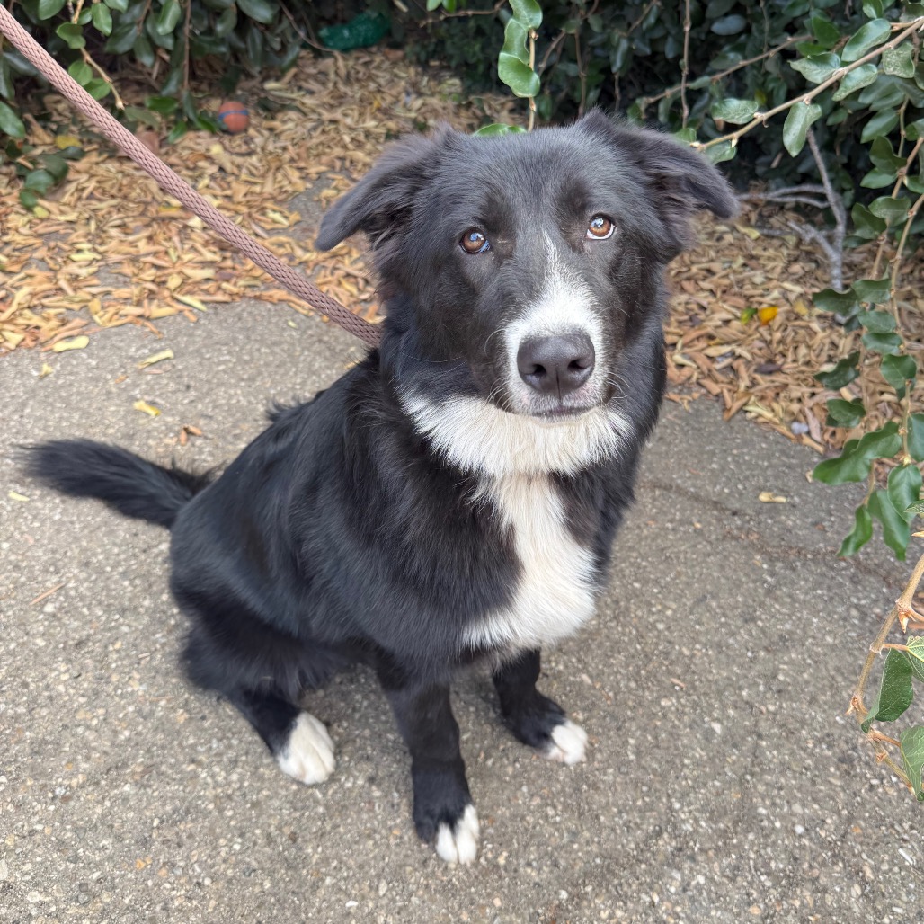 Scout, photo 5