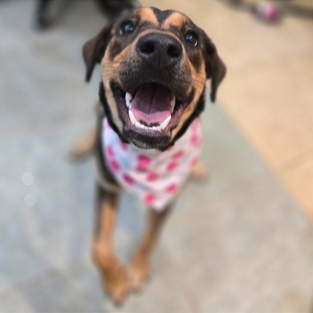 Cherry — thumbnail 7