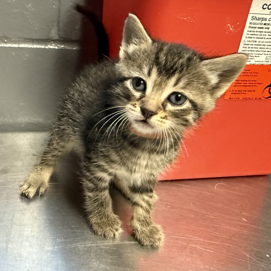 Tusc Stray 84493 2