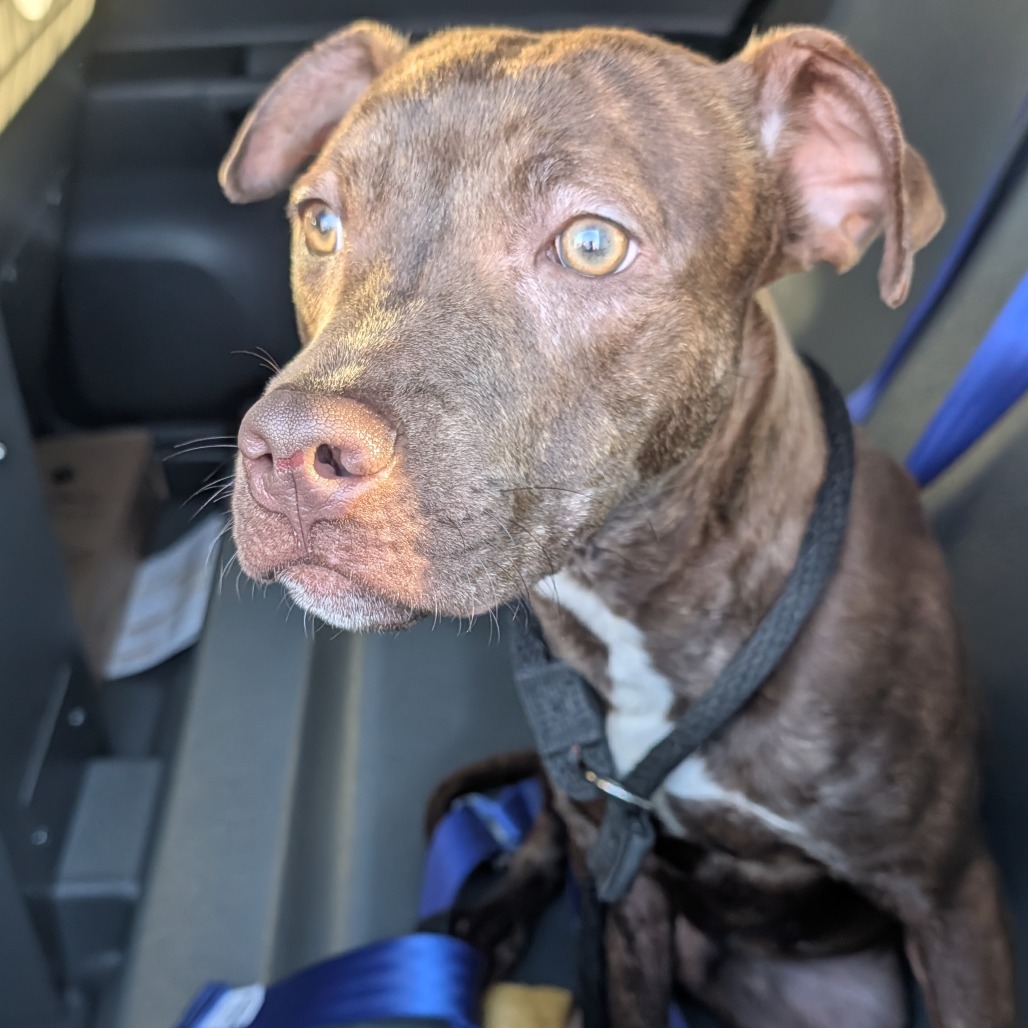 Baretta — thumbnail 2