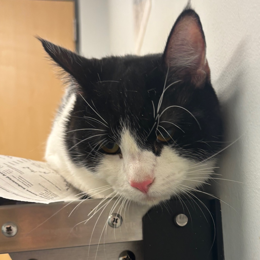 FRENCH FRY - Domestic Shorthair available for adoption