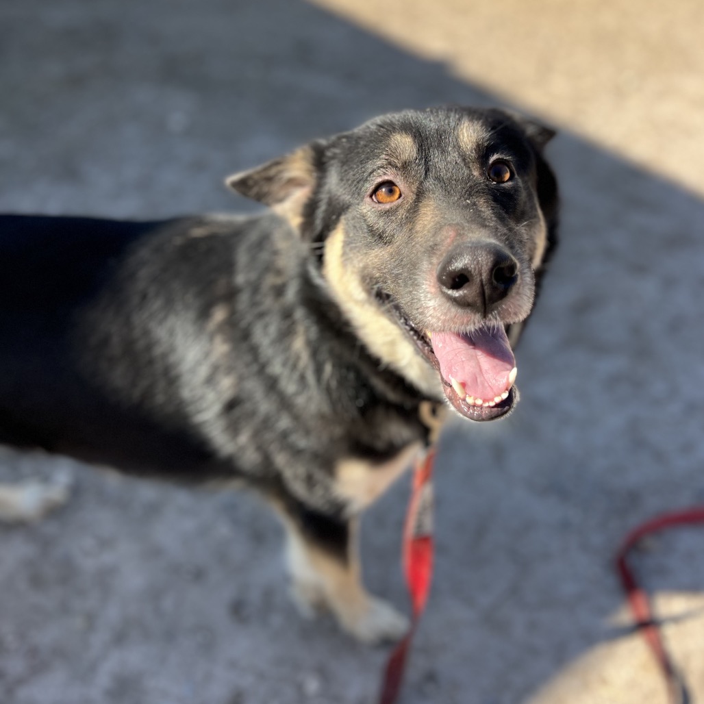 Lola, available for adoption at PVAS