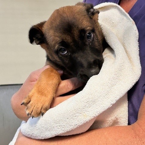 Kennel#24c(YellowCollar) Lacy's preview photo