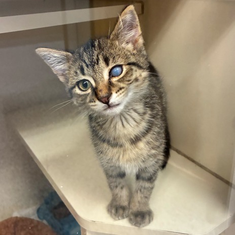 BEATRICE THE BOY - Domestic Shorthair available for adoption