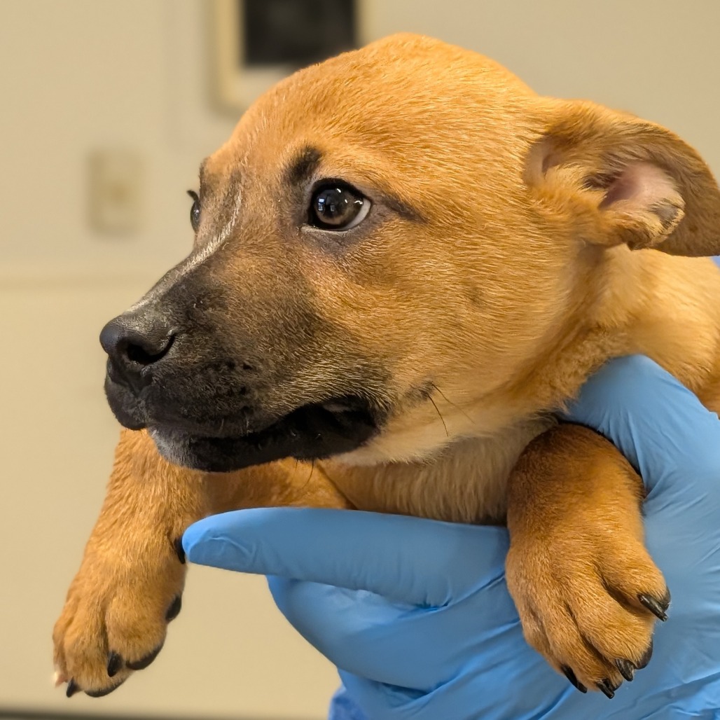 Mandolin Rain — thumbnail 5