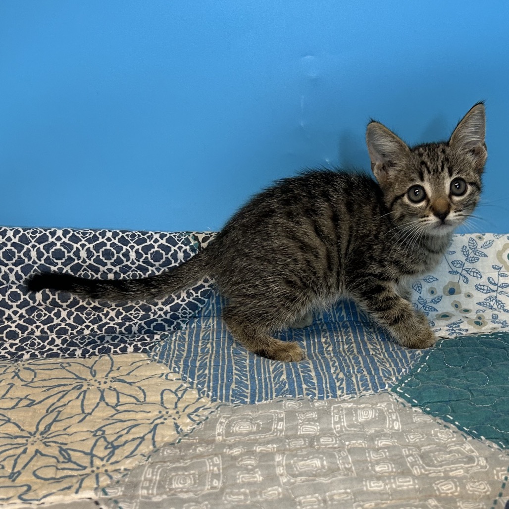 APRIL - Domestic Shorthair available for adoption