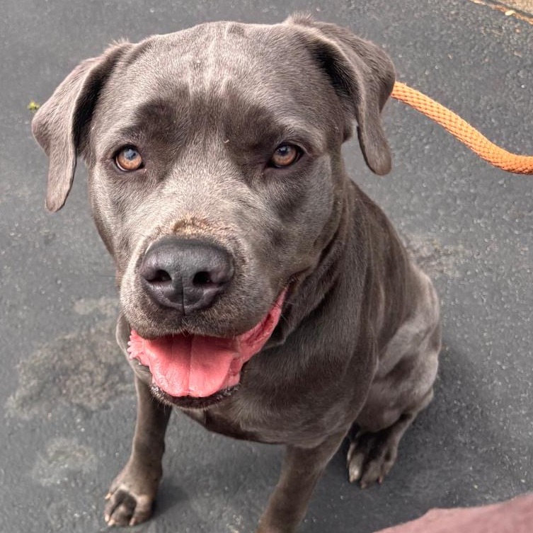 Sheeba (bonded) — thumbnail 2