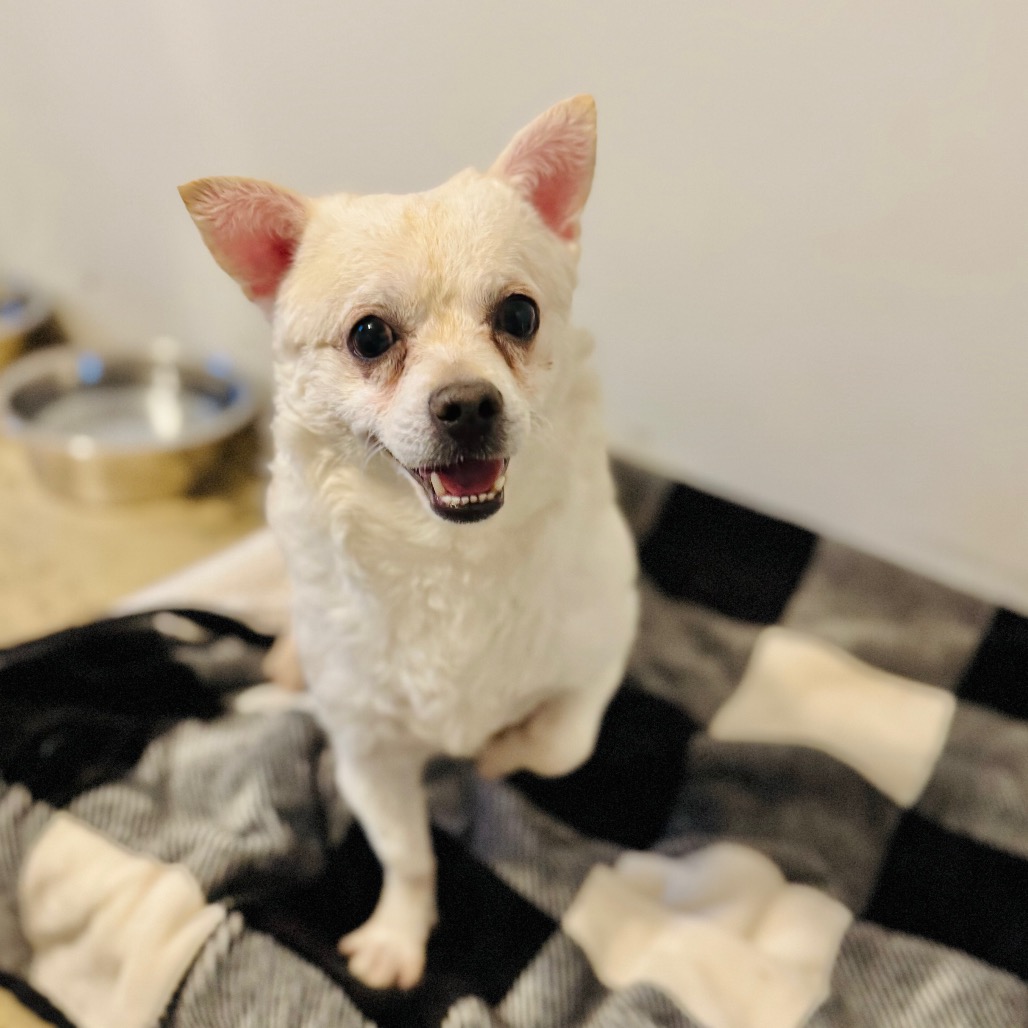 Jethro — thumbnail 4