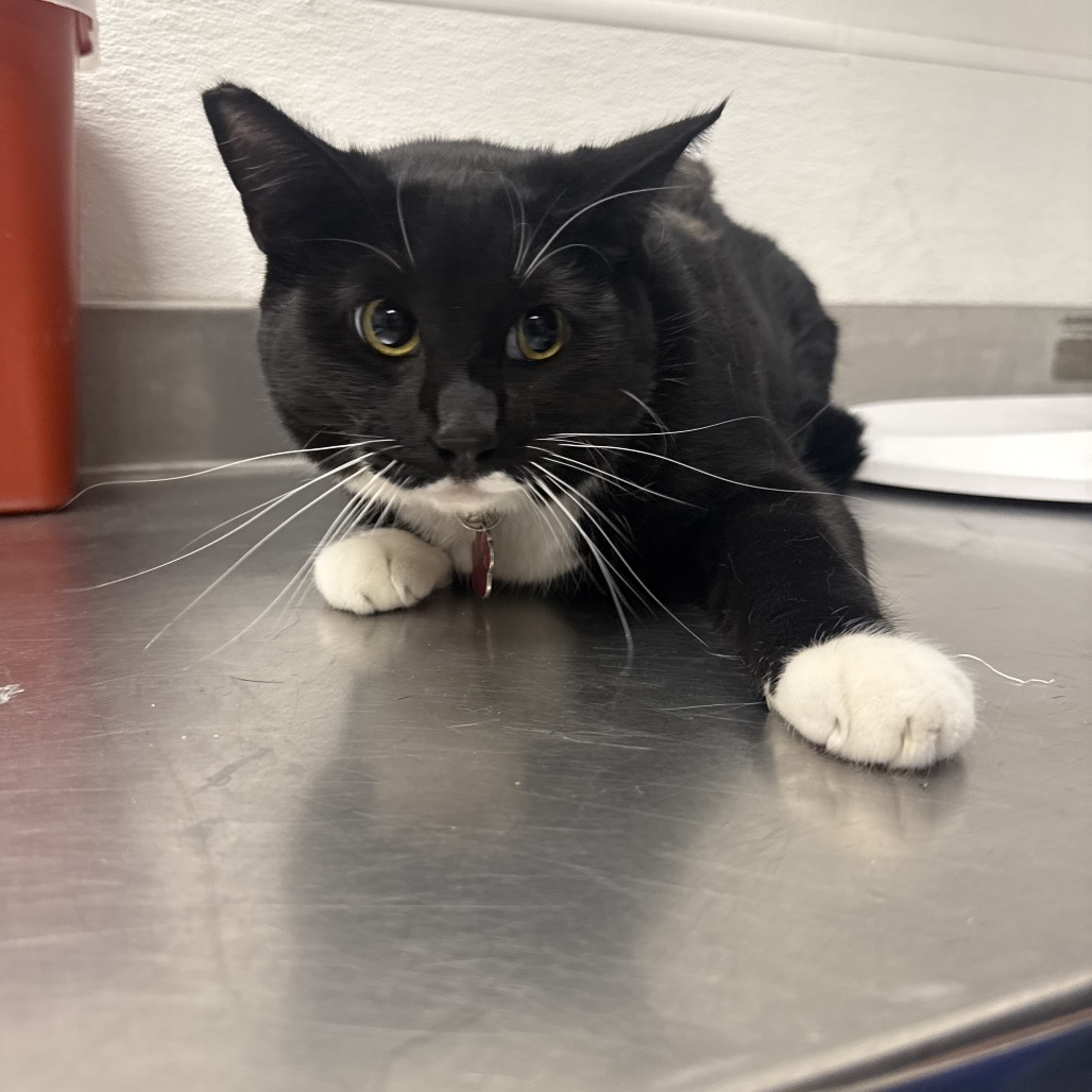 PRINCESS - Domestic Shorthair available for adoption