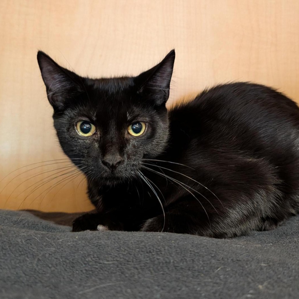 HARRY - Domestic Shorthair available for adoption