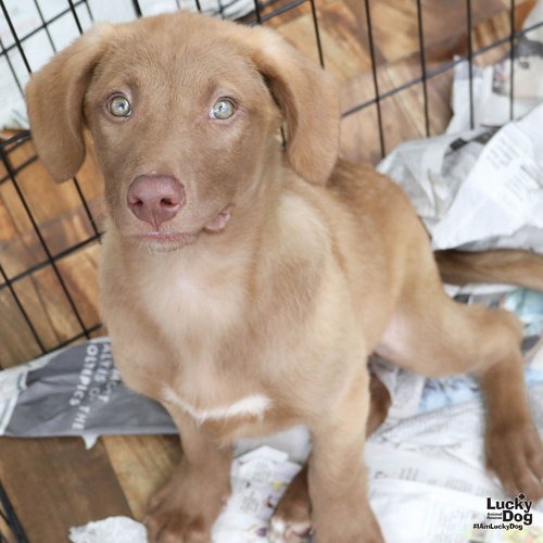 MS. VICKI - Retriever, Labrador / Retriever, Chesapeake Bay available for adoption