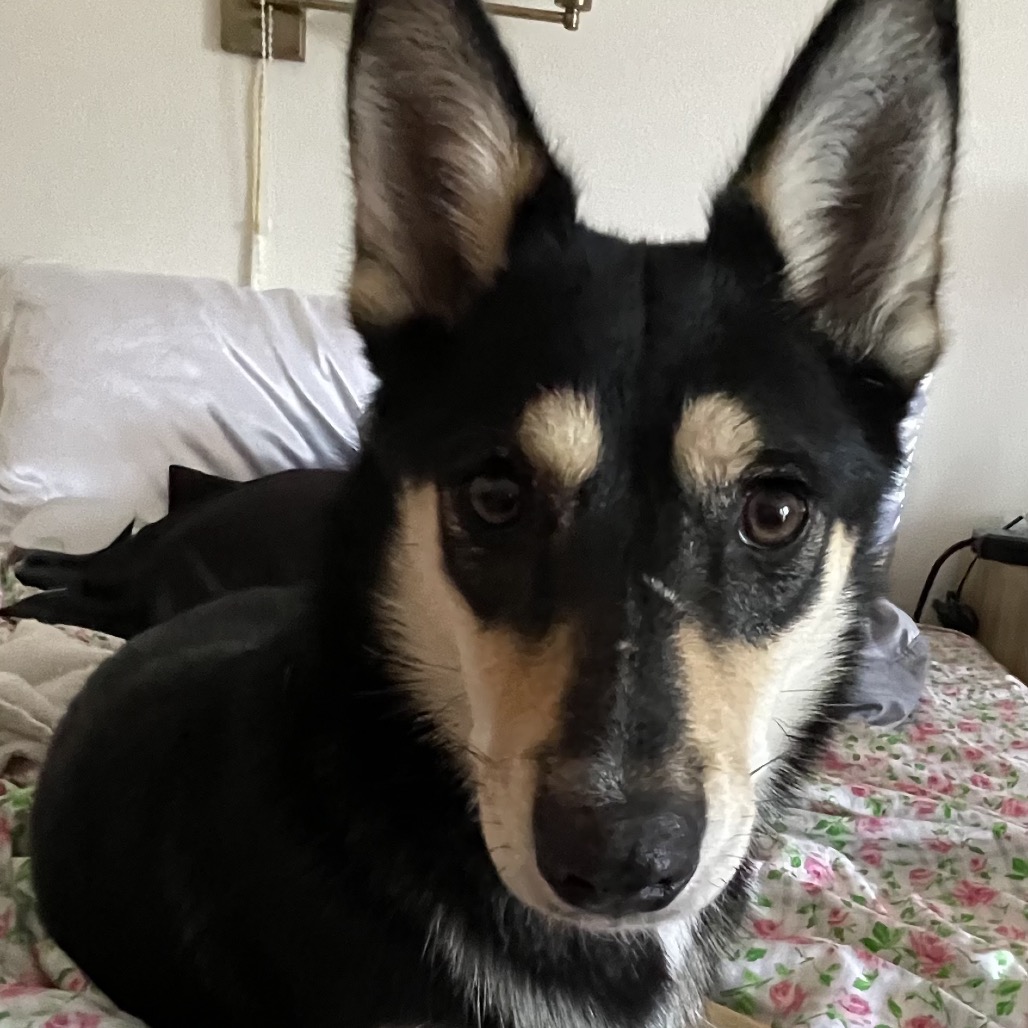 Maggie aka Kallie, photo 5