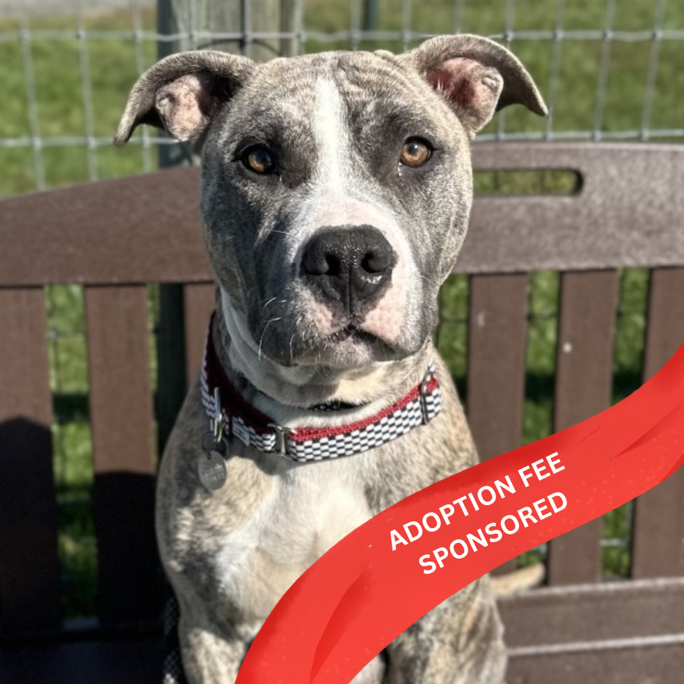 TIKA - Mixed Breed (Large) available for adoption
