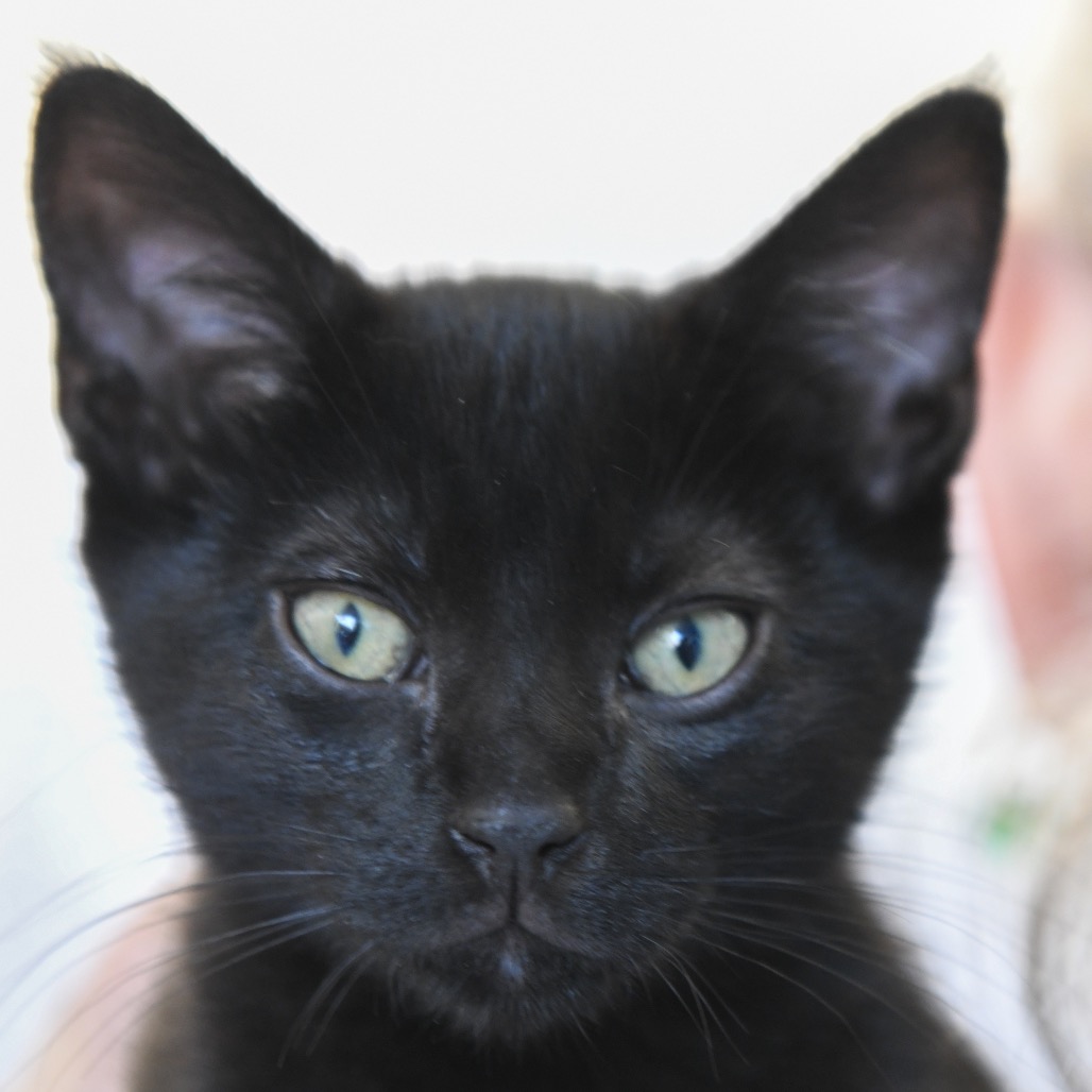 Dill - Domestic Shorthair