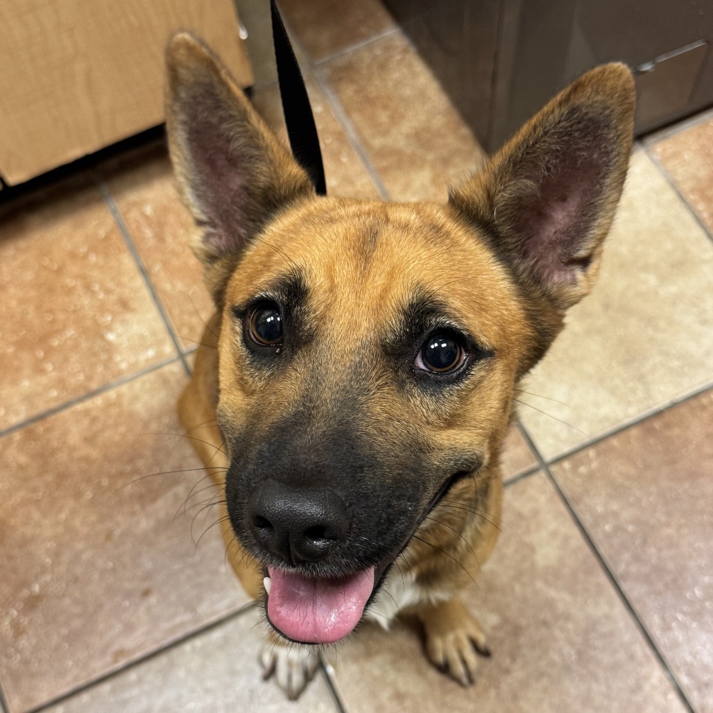 FWT ISABELLE - Mixed Breed (Medium) available for adoption