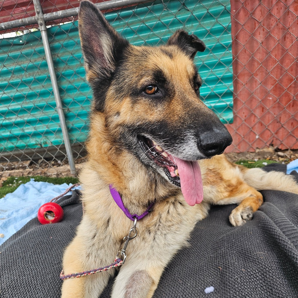 Aslan — thumbnail 10