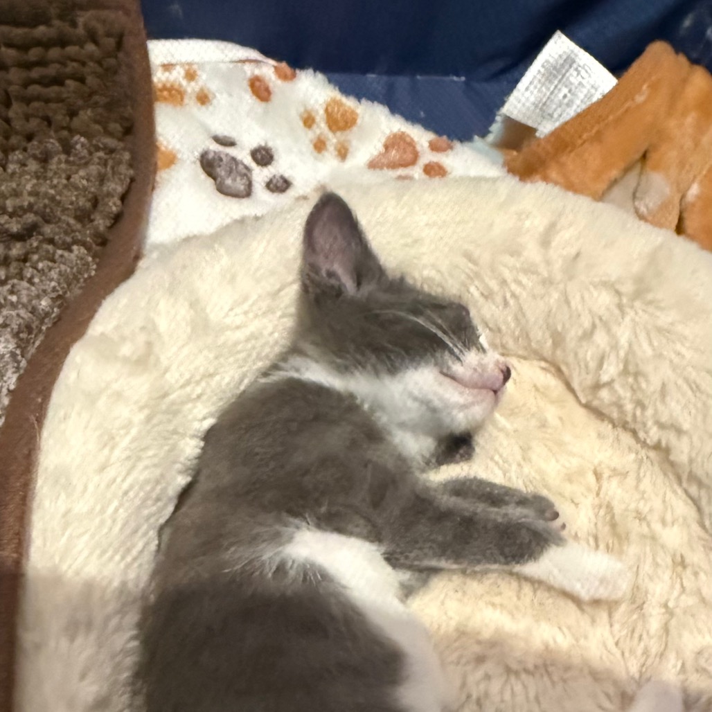 ROWAN (ADOPTION PENDING) - Domestic Shorthair available for adoption