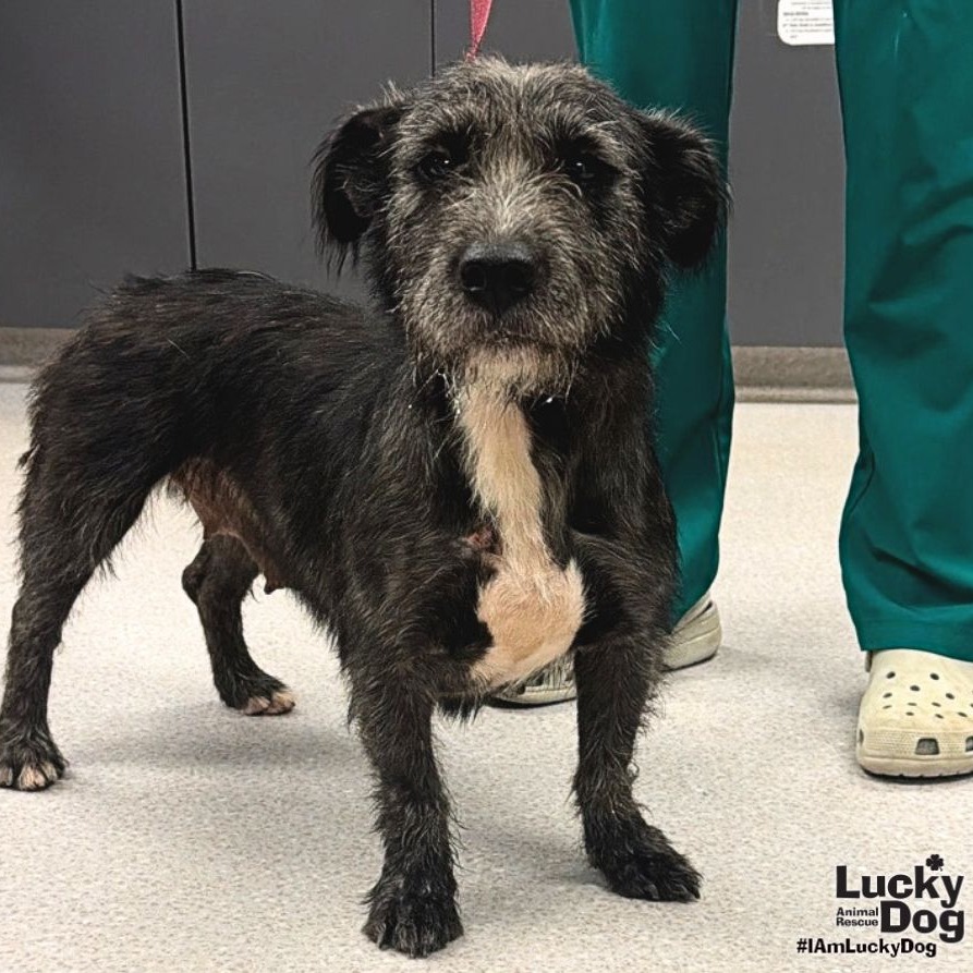 STELLA - Terrier / Mix available for adoption