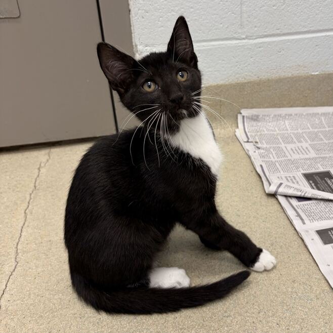 EDDIE - Domestic Shorthair available for adoption