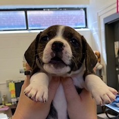 COOKIE - Bulldog, French / Beagle available for adoption
