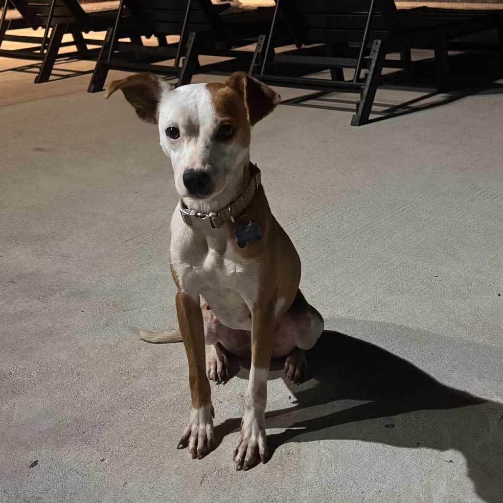 Remy, an adoptable Chihuahua
