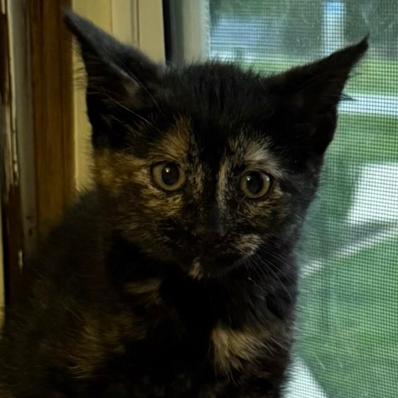 Meredith, adopted
