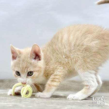 LEONARDO - Domestic Shorthair available for adoption