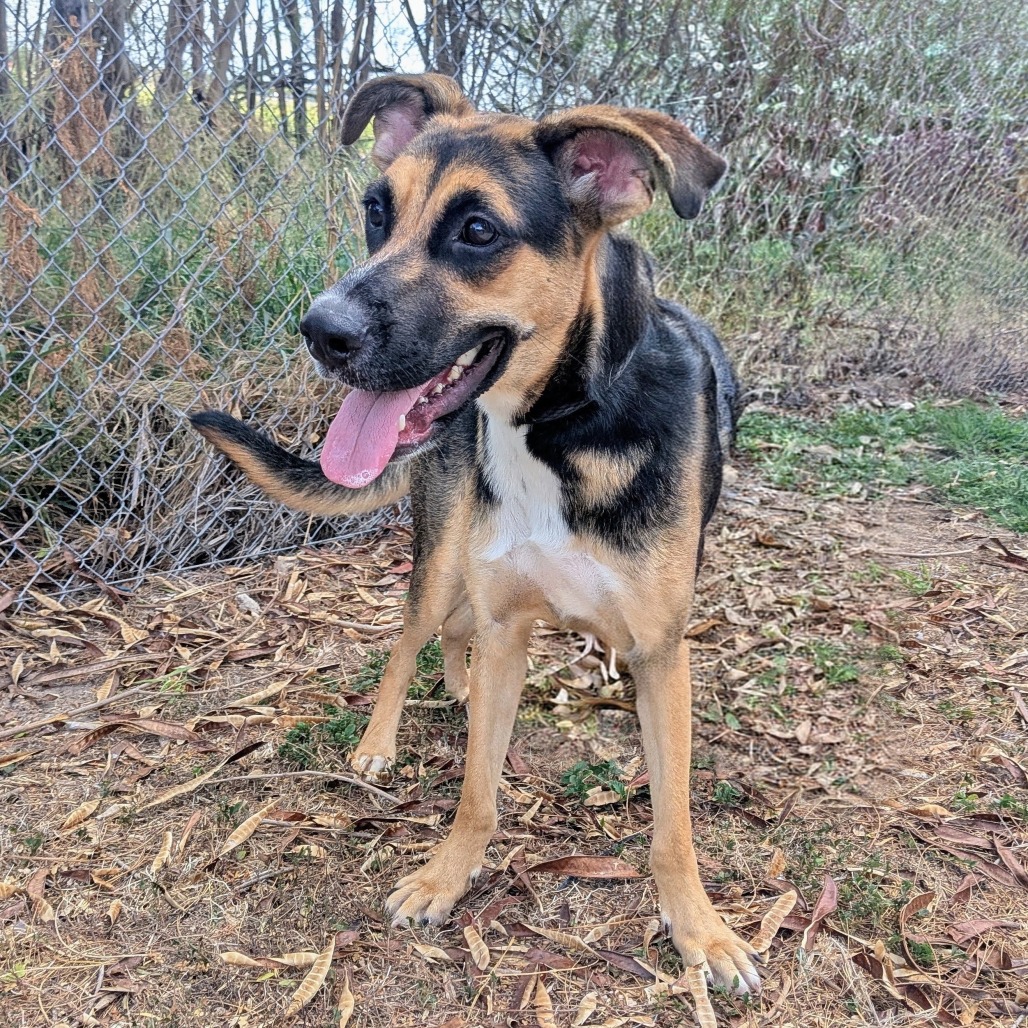 PRINCESS LEIA - Shepherd available for adoption