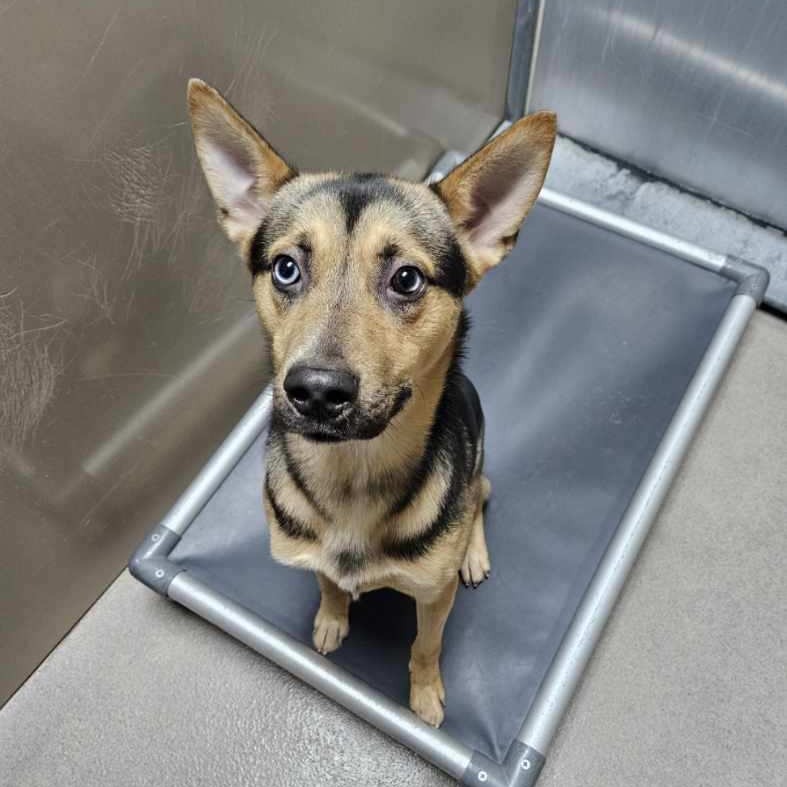 Kennel#8 Dash's preview photo