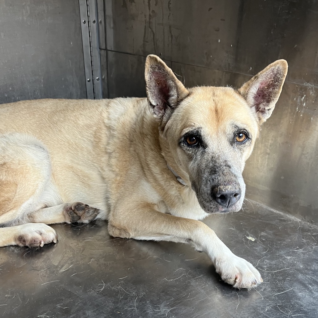 Diesel, photo 2