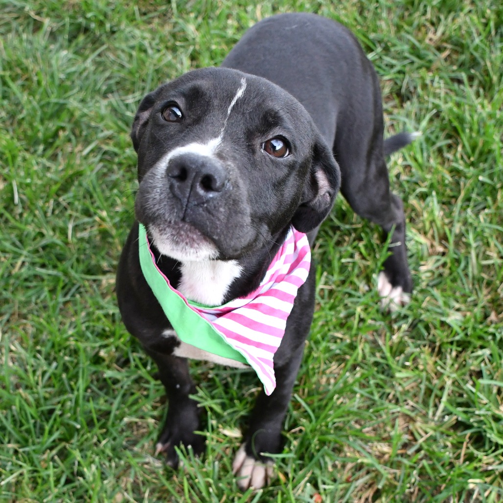 CHEEZ-IT - Terrier / Pit Bull available for adoption