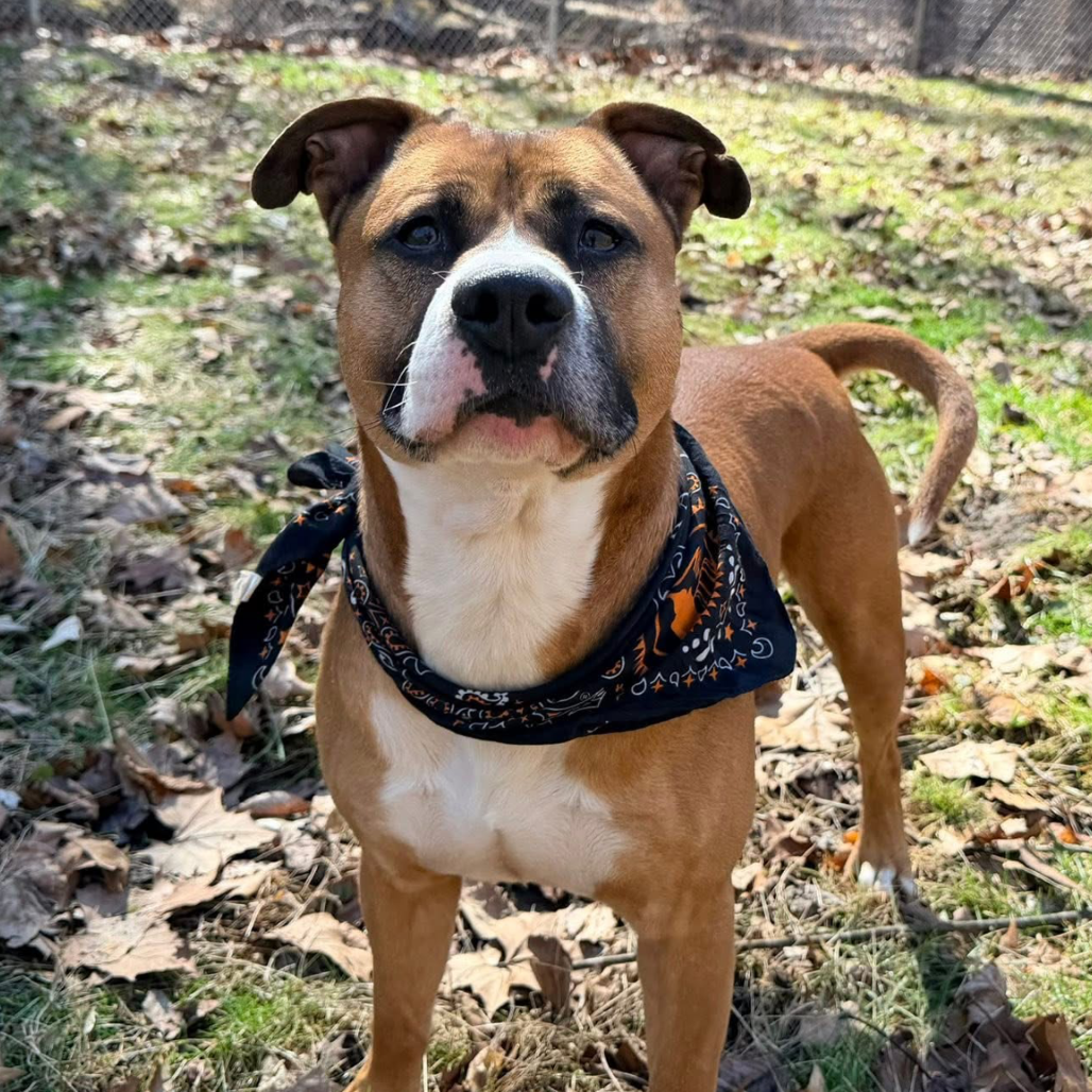 Gingerbread — thumbnail 4