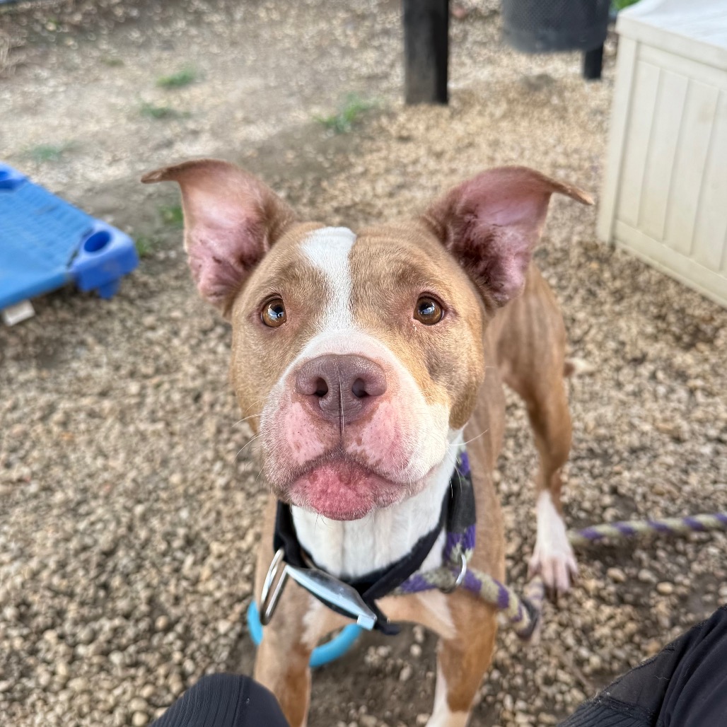 Tanka — thumbnail 2