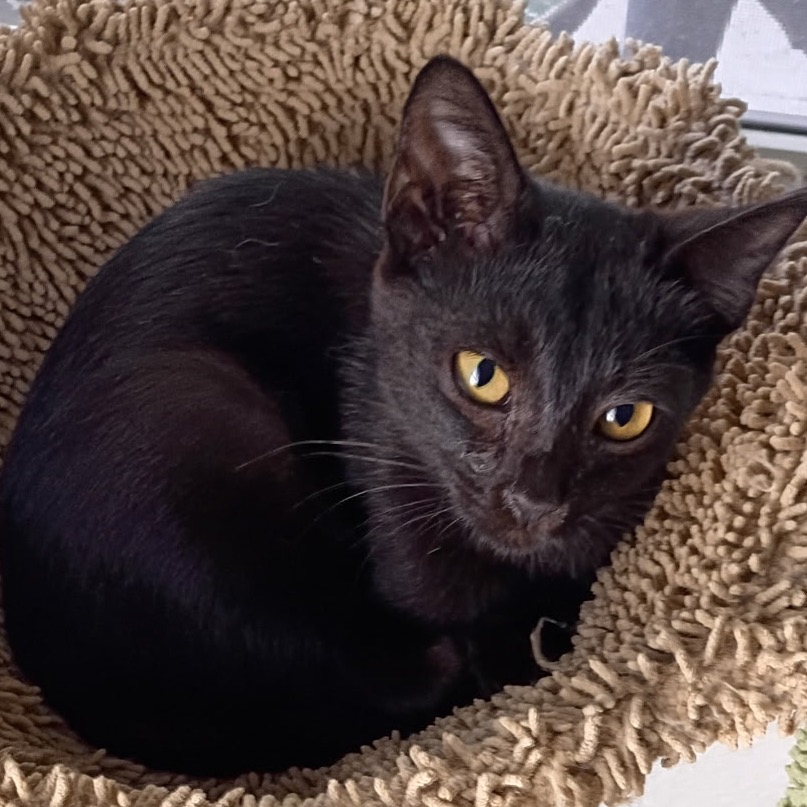LAYLA - Domestic Shorthair available for adoption