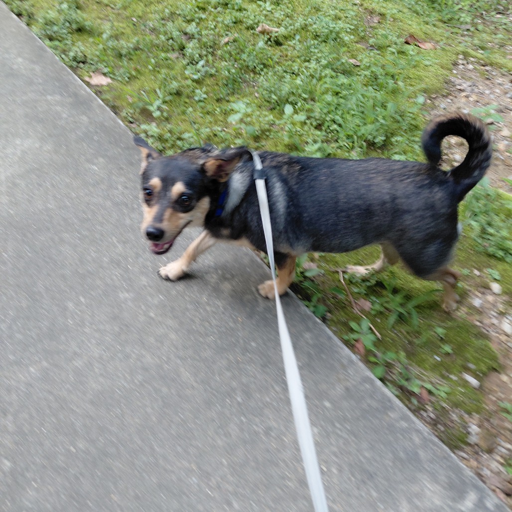 Willow, photo 8