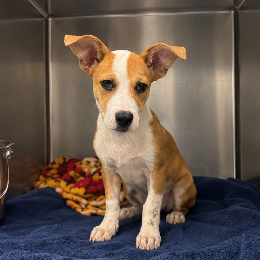 ROCKET RACCOON - Mixed Breed (Medium) available for adoption