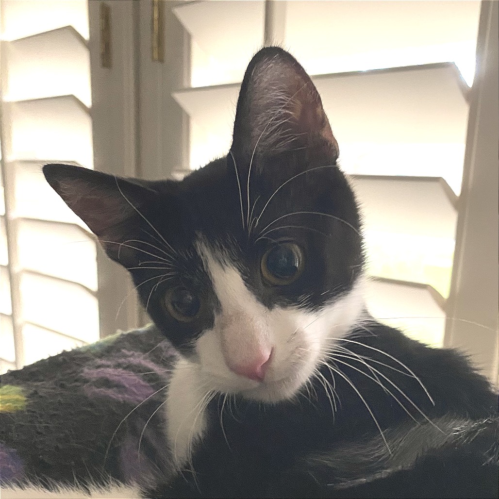 Ziggy, photo 6