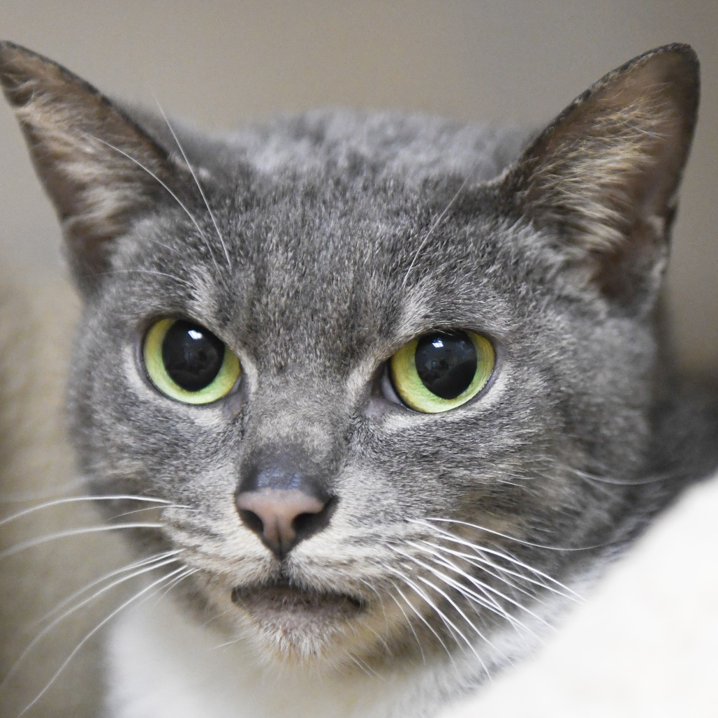 Cloud - Domestic Shorthair