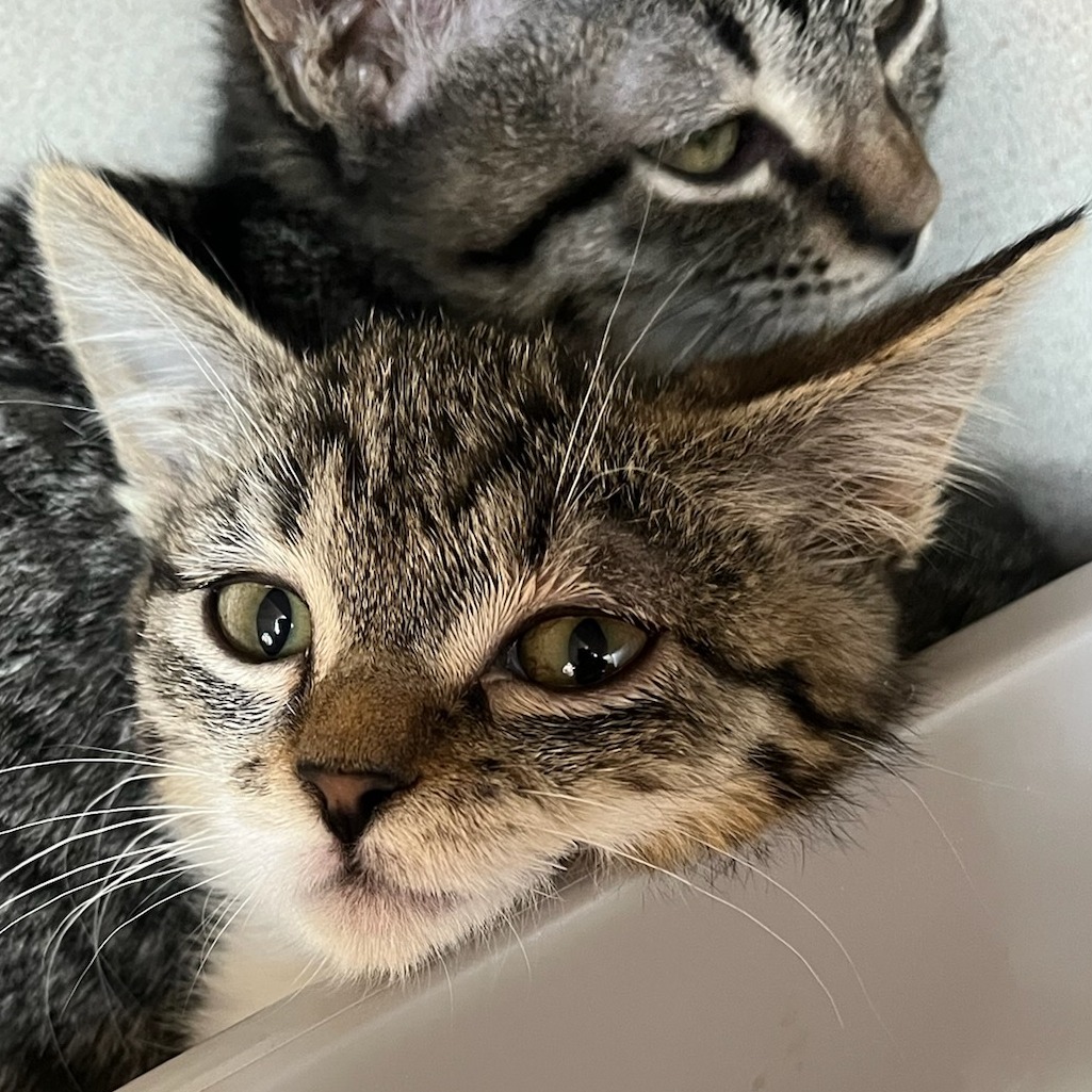 Bronze - Domestic Shorthair